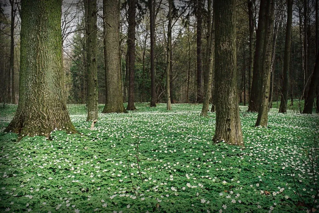 Polskie lasy: las w Giżycku, pnie drzew a pomiędzy nimi łąka drobnych, białych kwiatków. 