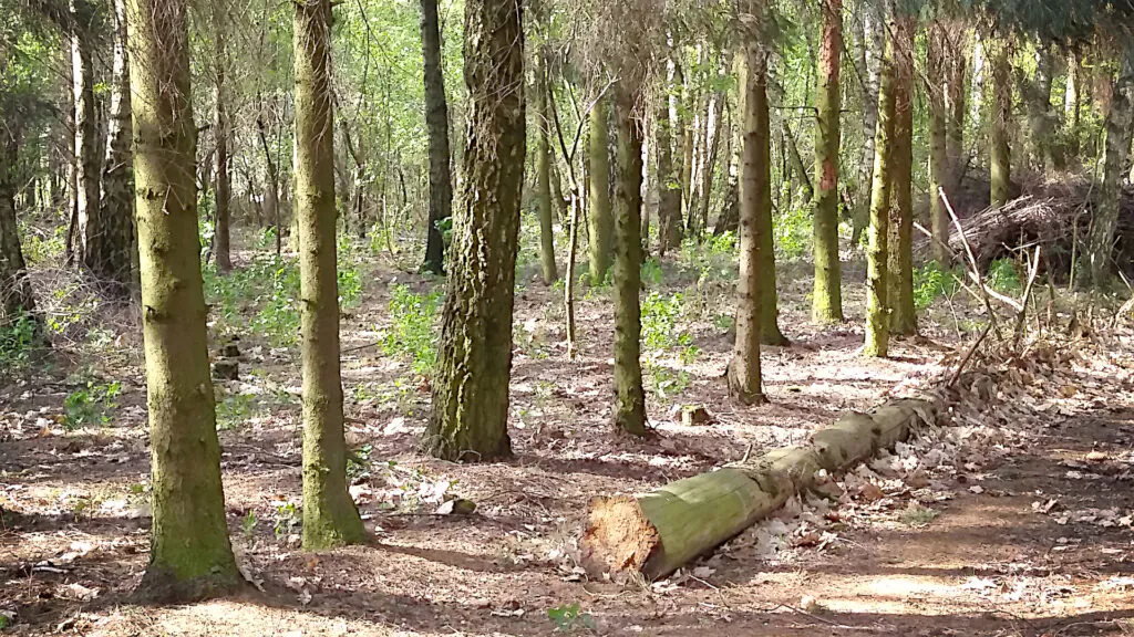 Polskie lasy: las na terenie porolnym. Widać rząd pni świerków, w tle kilka brzóz.