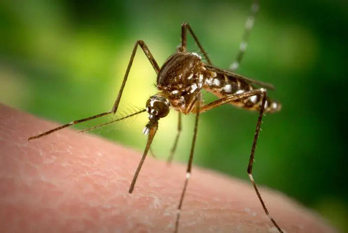 Zdjecie: komar Aedes aegypti.