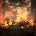 Lasy na świecie płoną coraz częściej. A jak wygląda sytuacja w Polsce?