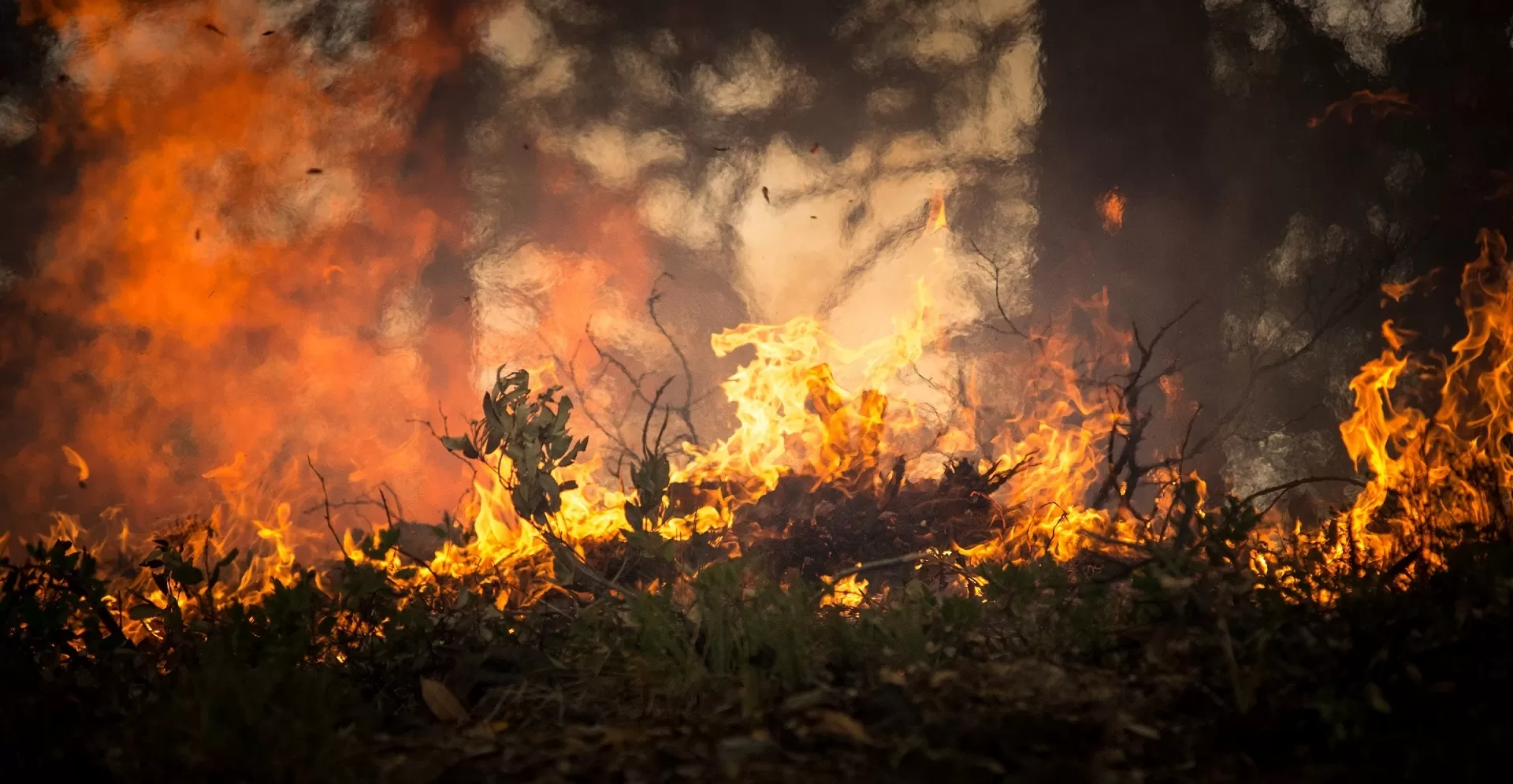 Lasy na świecie płoną coraz częściej. A jak wygląda sytuacja w Polsce?