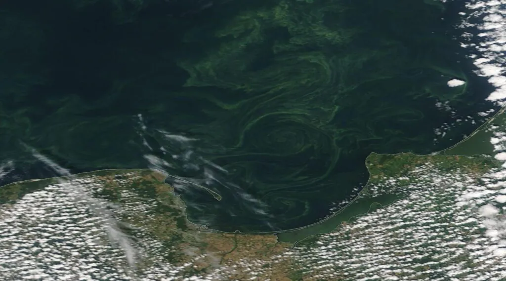 Zdjęcie satelitarne: polskie wybrzeże Bałtyku, na morzu widać żółte smugi związane z zakwitem sinic. 