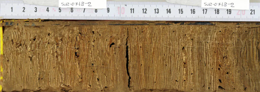 Zdjęcie: rdzeń osadów, Jezioro Żabińskie. Zdjęcie przedstawia podłużną próbkę z widocznymi warstwami i przylegającą do niej miarkę. Paleoklimatologia.