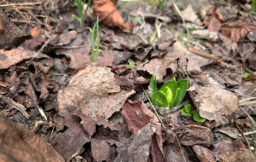 Zdjęcie: młoda roślinka o mięsistych liściach wyłaniająca się z gleby pomiędzy zeschłymi szczątkami roślin. 