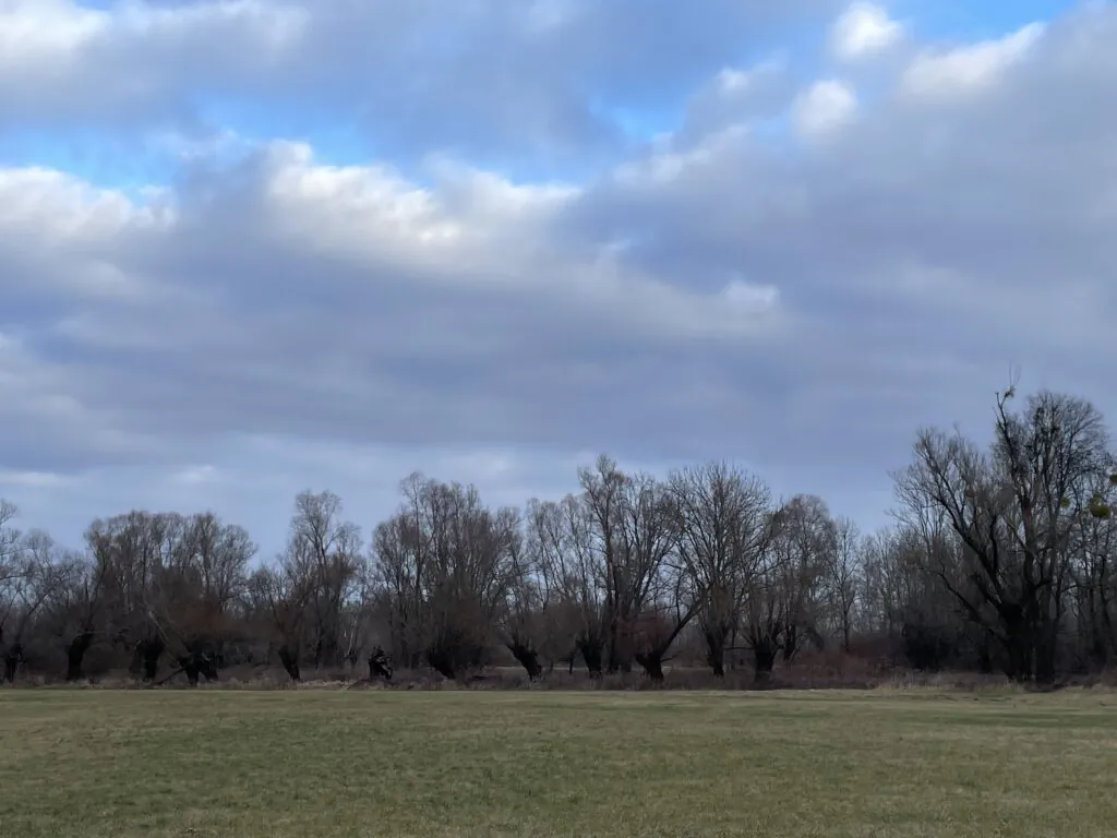 Zdjęcie: chmury stratocumulus. Widać krajobraz z wierzbami bez liści a nad nimi niego z chmurami. 
