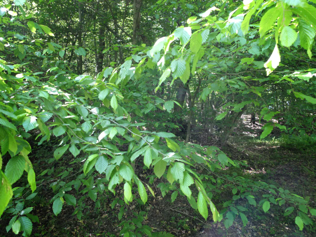 Zdjęcie dekoracyjne: leśna gęstwina. 