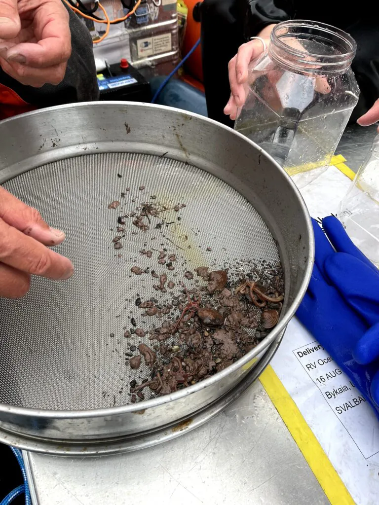 Zdjęcie: próbka dna morskiego wysypana na specjalny talerz, oglądana przez naukowców.