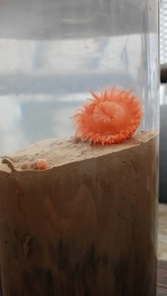 Zdjęcie: pojemnik z próbką dna i niewielkim organizmem.