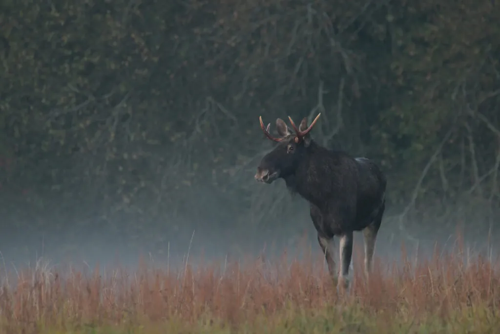 Dokąd migrują zwierzęta w ocieplającym się klimacie? Czy wszystkim się udaje?