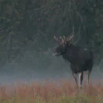 Dokąd migrują zwierzęta w ocieplającym się klimacie? Czy wszystkim się udaje?