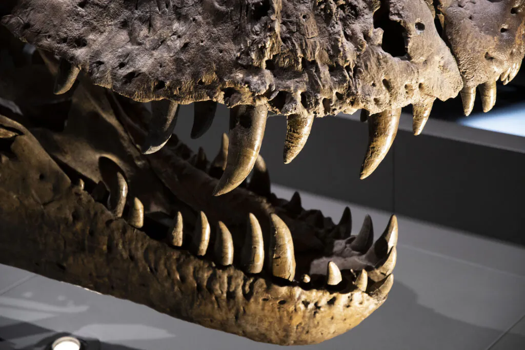 Zęby dinozaurów - zdjęcie dekoracyjne, czaszka dinozaura w muzeum. 