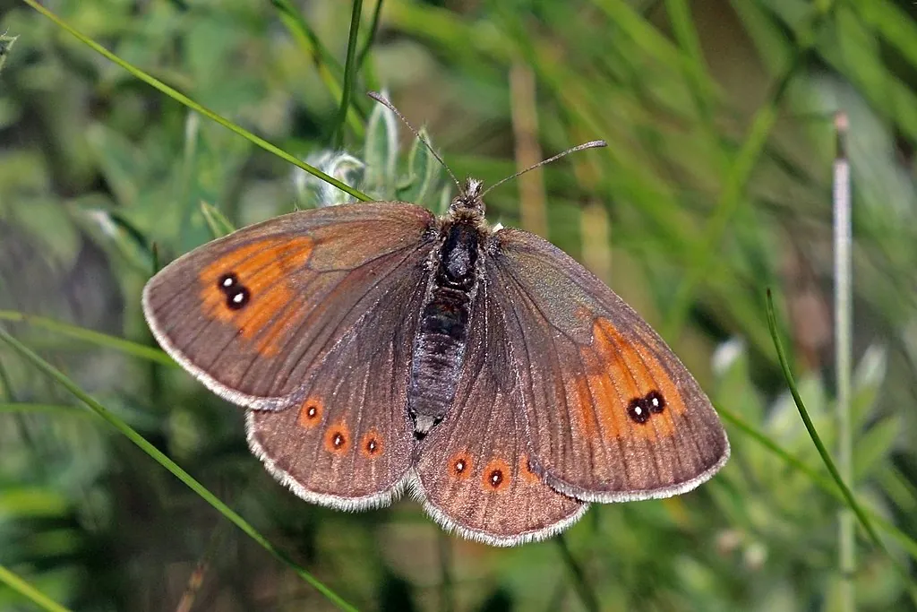 Zdjęcie: erebia, rodzaj motyla.