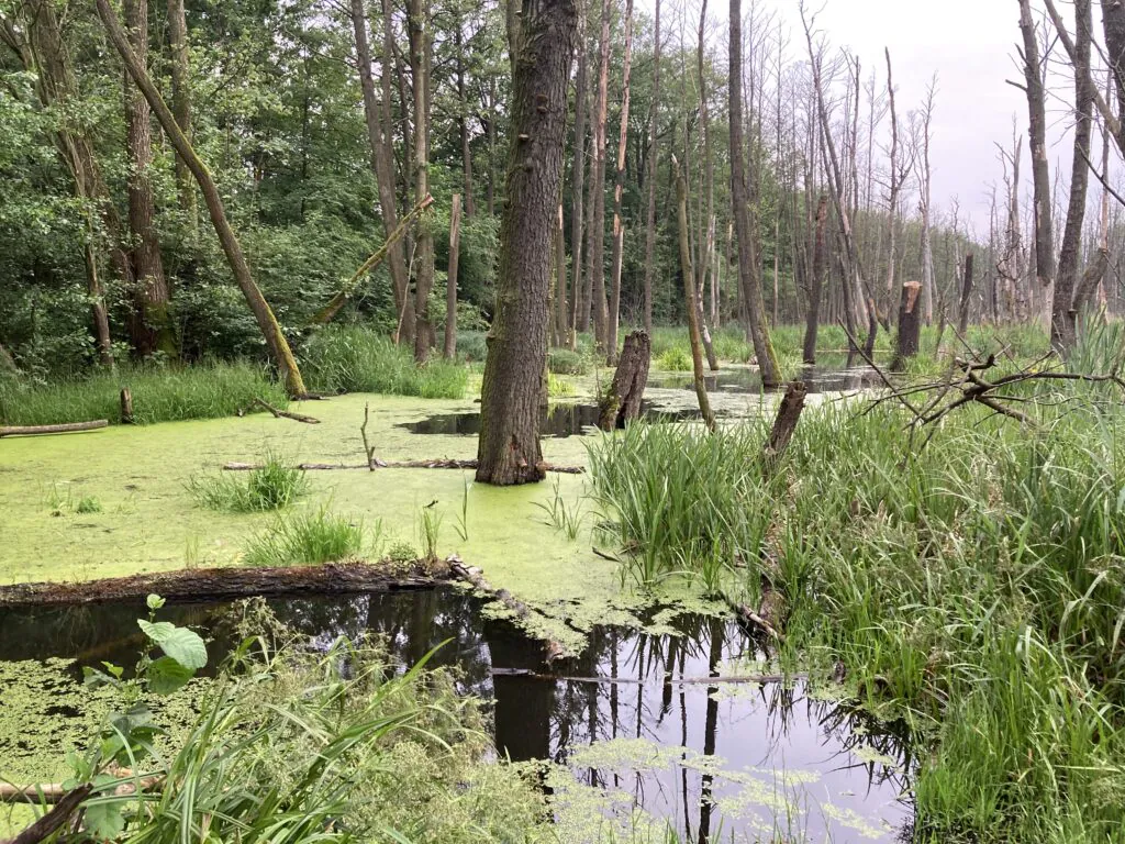 Zdjęcie dekoracyjne: tereny podmokłe, rzeczka Bogdanka pod Poznaniem. 
