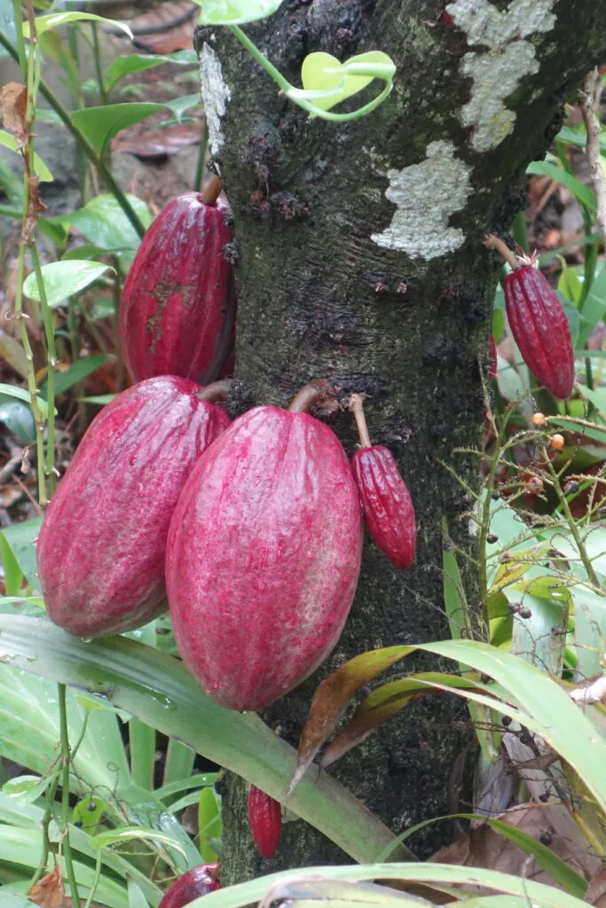 Zdjęcie dekoracyjne: kakaowiec z owocami. 