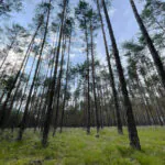 Mit: By&nbsp;zwalczyć globalne ocieplenie, wystarczy sadzić więcej drzew