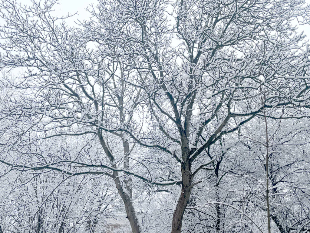 Zdjęcie dekoracyjne: śnieg na drzewach, śnieżna zima.