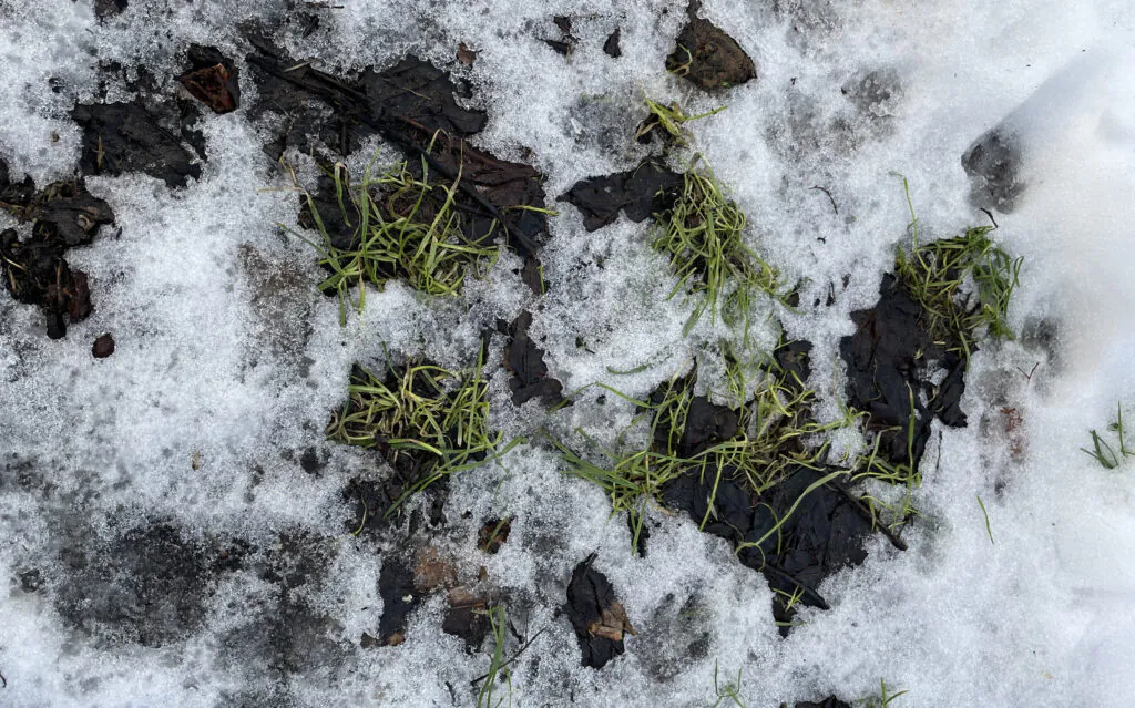 Zdjęcie: topniejący śnieg na trawie.