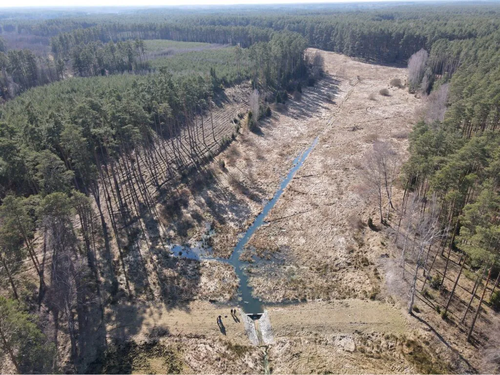 Zdjęcie dronowe: Ponownie nawadniane torfowisko, Nadleśnictwo Woziwoda. Widać teren z wypełnionym wodą rowem między drzewami. 