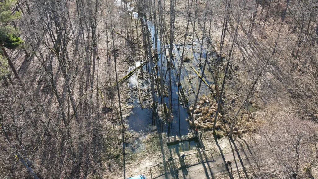 Zdjęcie dronowe: widziane z góry, ponownie nawadniane torfowisko między drzewami, widać stojącą między drzewami bez liści wodę. 